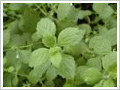 LEMONBALM